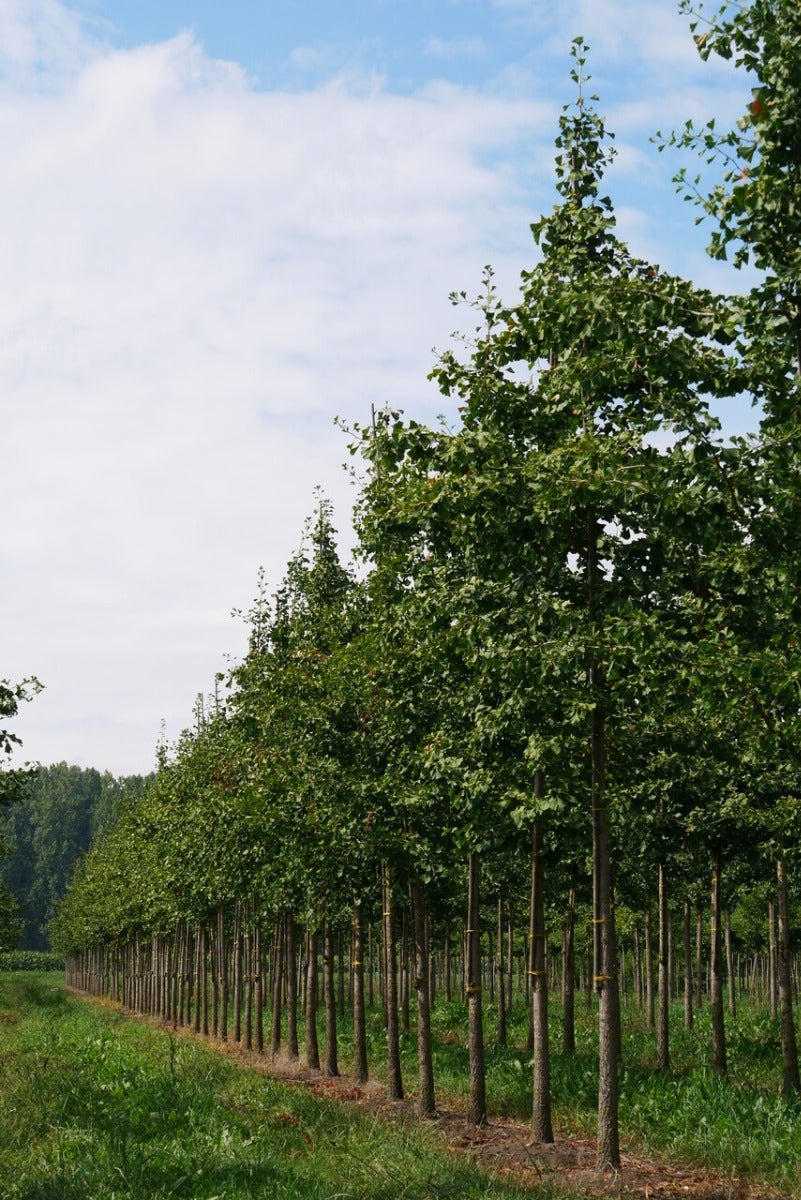  Grote Ginkgo (Ginkgo Biloba)
