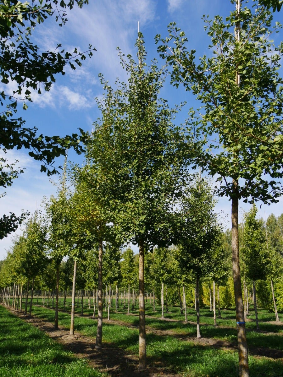  Grote Ginkgo (Ginkgo Biloba)