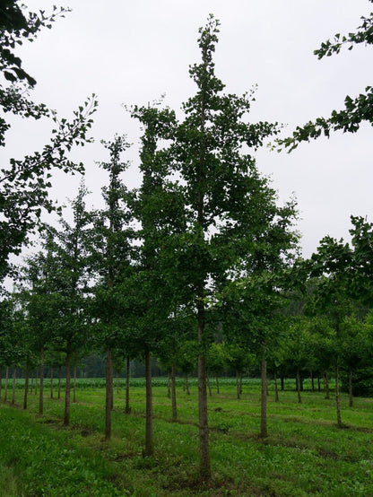  Grote Ginkgo (Ginkgo Biloba)