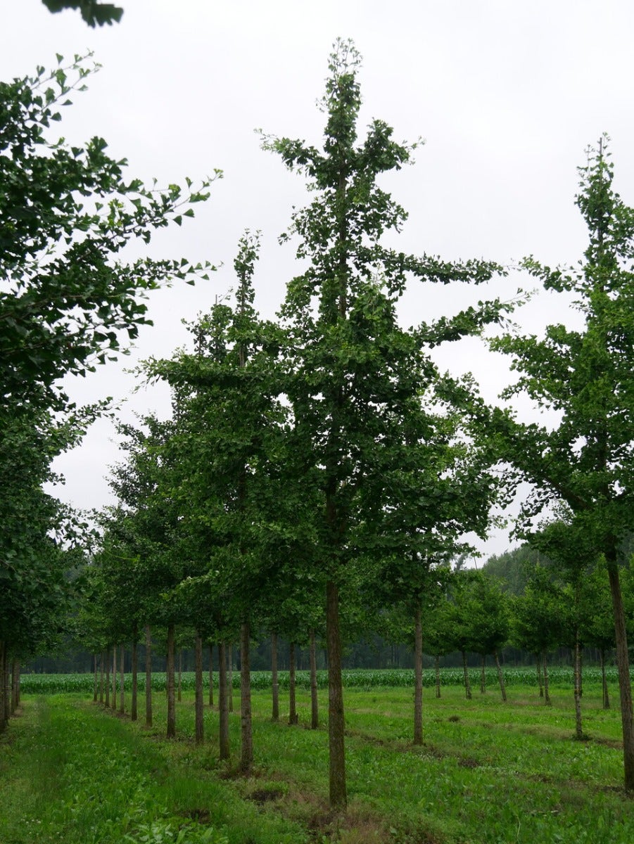  Grote Ginkgo (Ginkgo Biloba)