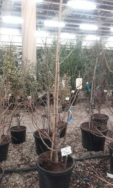  Japanse Notenboom (Ginkgo Biloba)