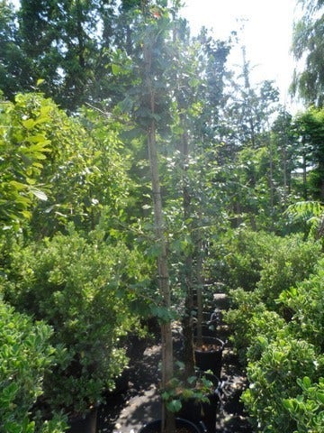 Japanse Notenboom (Ginkgo Biloba)