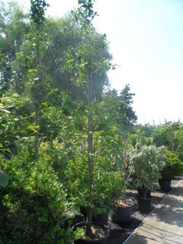  Japanse Notenboom (Ginkgo Biloba)