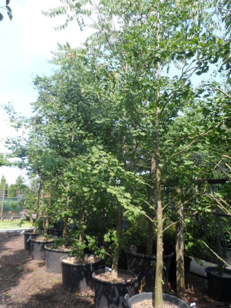  Japanse Notenboom (Ginkgo Biloba)