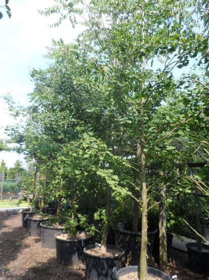  Japanse Notenboom (Ginkgo Biloba)