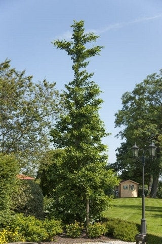  Japanse Notenboom Als Struik (Ginkgo Biloba)