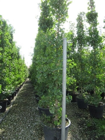  Japanse Notenboom (Ginkgo Biloba)
