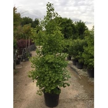  Japanse Noteboom Als Zuilboom (Ginkgo Biloba 'Fastigiata Blagon')