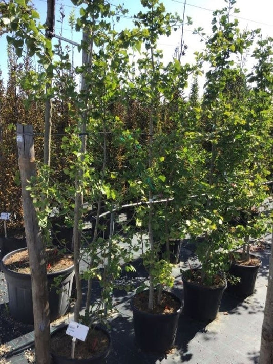  Japanse Notenboom, Meerstammig (Ginkgo Biloba)