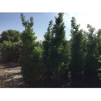  Japanse Noteboom Als Zuilboom (Ginkgo Biloba 'Fastigiata Blagon')
