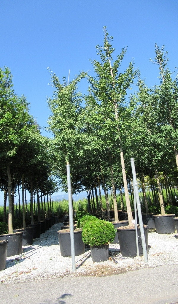  Japanse Notenboom (Ginkgo Biloba)