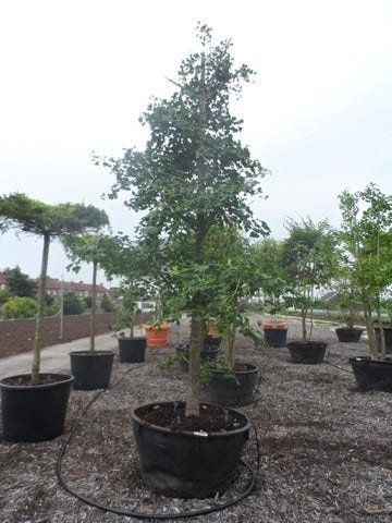  Japanse Notenboom (Ginkgo Biloba)