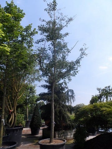  Japanse Notenboom (Ginkgo Biloba)