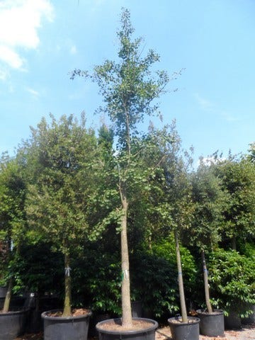  Japanse Notenboom (Ginkgo Biloba)