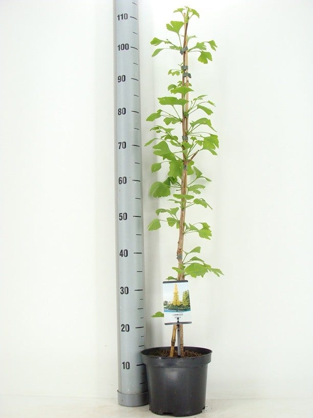  Japanse Notenboom Als Struik (Ginkgo Biloba)