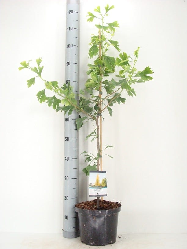  Japanse Notenboom (Ginkgo Biloba)