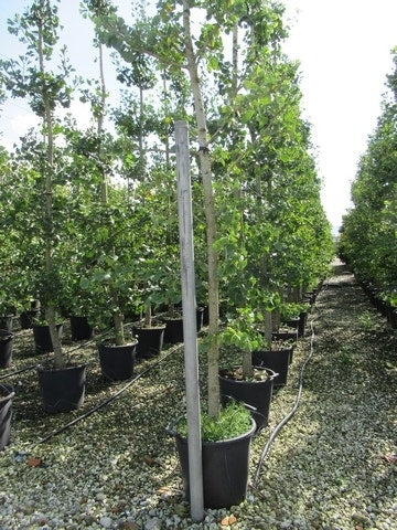  Japanse Notenboom (Ginkgo Biloba)