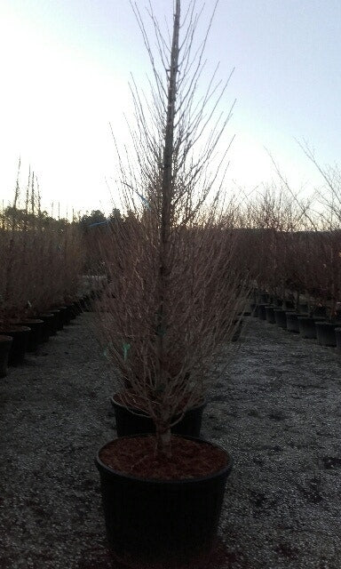  Japanse Noteboom Als Zuilboom (Ginkgo Biloba 'Fastigiata Blagon')