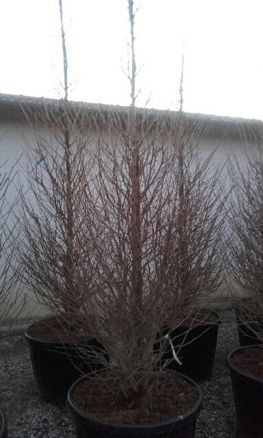  Japanse Noteboom Als Zuilboom (Ginkgo Biloba 'Fastigiata Blagon')