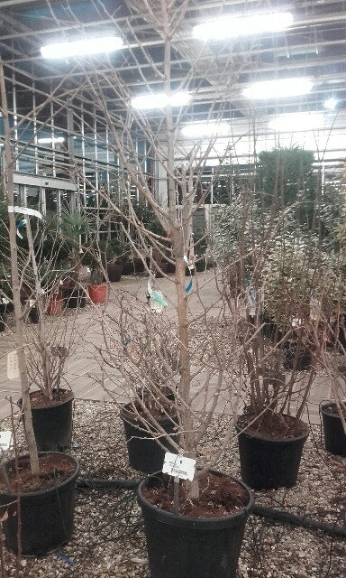  Japanse Noteboom Als Zuilboom (Ginkgo Biloba 'Fastigiata Blagon')