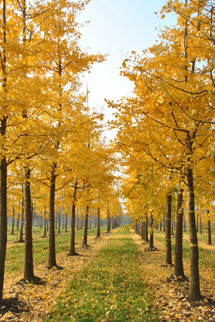  Grote Ginkgo (Ginkgo Biloba)