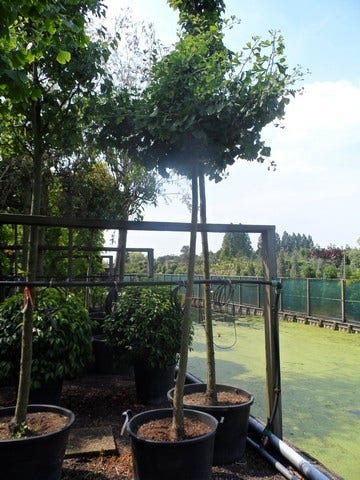  Japanse Notenboom (Ginkgo Biloba 'Horizontalis')