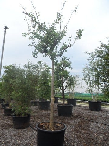  Japanse Notenboom (Ginkgo Biloba 'Horizontalis')