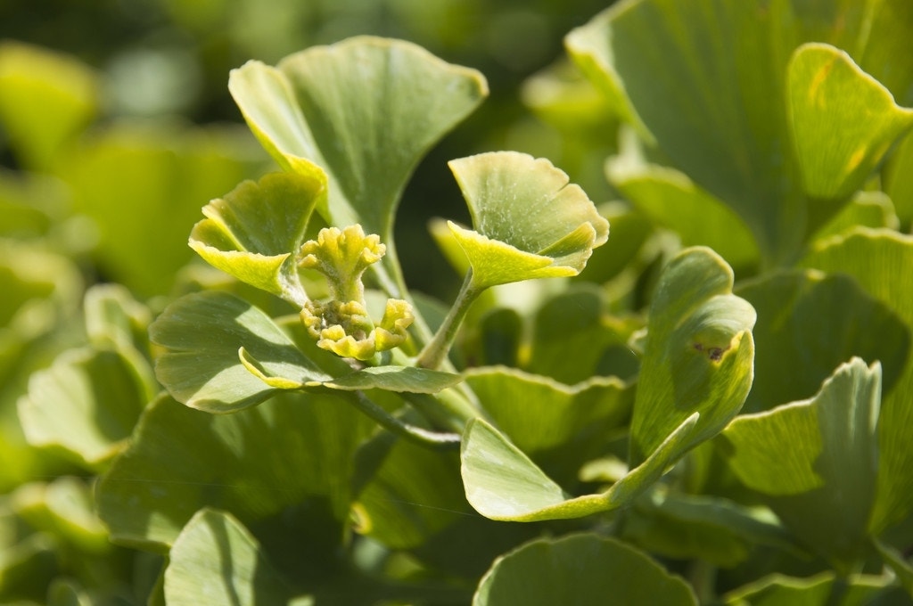  Japanse Notenboom (Ginkgo Biloba 'Mariken')