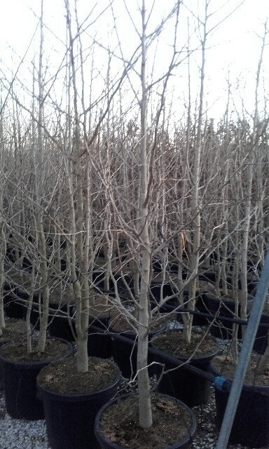  Japanse Notenboom, Meerstammig (Ginkgo Biloba)