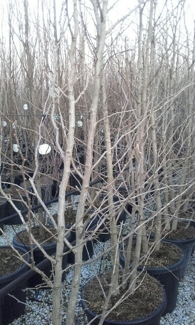  Japanse Notenboom, Meerstammig (Ginkgo Biloba)