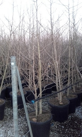  Japanse Notenboom, Meerstammig (Ginkgo Biloba)