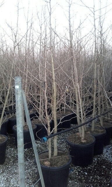  Japanse Notenboom, Meerstammig (Ginkgo Biloba)