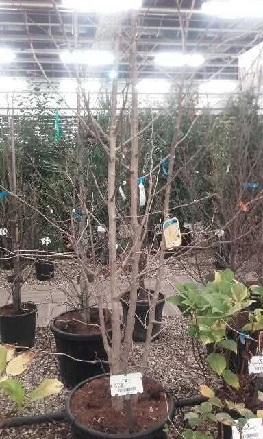  Japanse Notenboom, Meerstammig (Ginkgo Biloba)