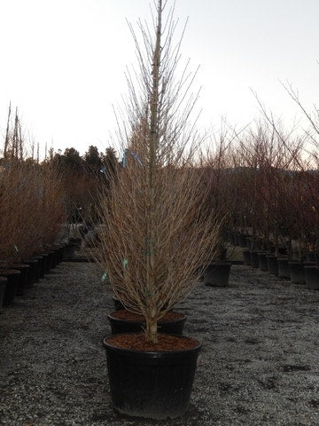  Japanse Noteboom Als Zuilboom (Ginkgo Biloba 'Fastigiata Blagon')