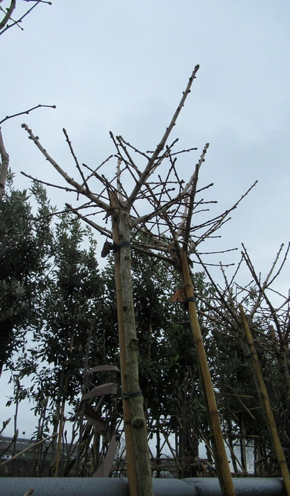  Japanse Notenboom (Ginkgo Biloba 'Mariken')