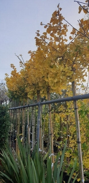  Japanse Notenboom (Ginkgo Biloba 'Mariken')