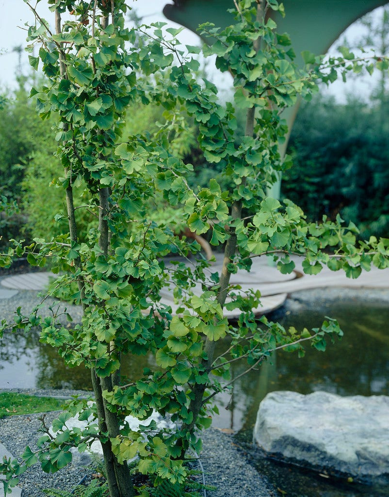  Japanse Notenboom, Meerstammig (Ginkgo Biloba)