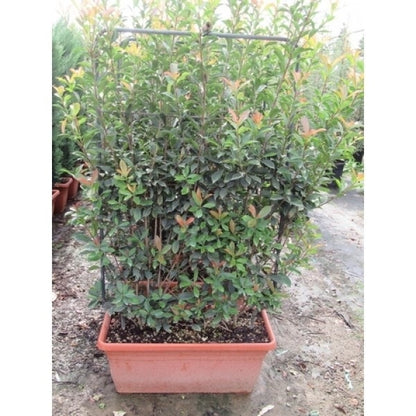  Glansmispel Meeneemhaag (Photinia Fraseri 'Red Robin')