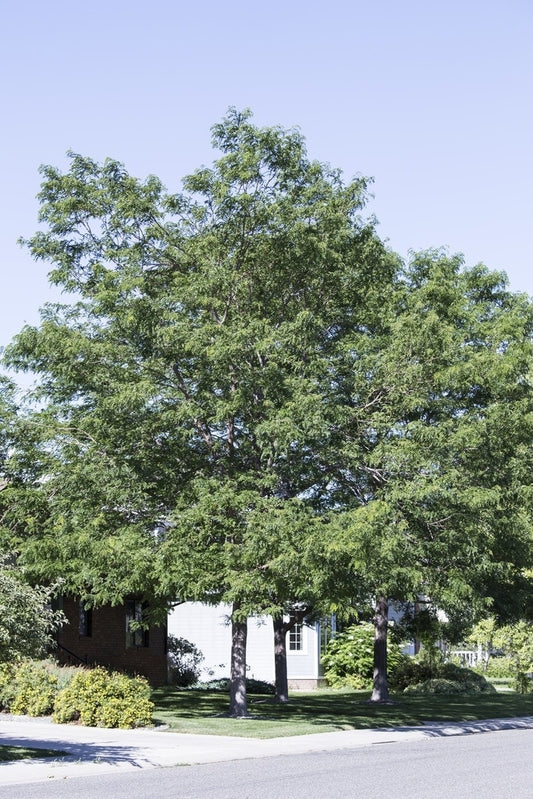  Valse Christusdoorn (Gleditsia Triacanthos)