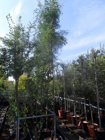  Doornloze Christusdoorn (Gleditsia Triacanthos 'Inermis')