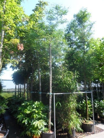  Doornloze Christusdoorn (Gleditsia Triacanthos 'Inermis')
