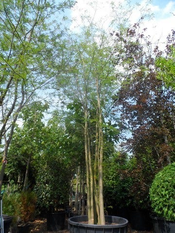  Doornloze Christusdoorn (Gleditsia Triacanthos 'Inermis')