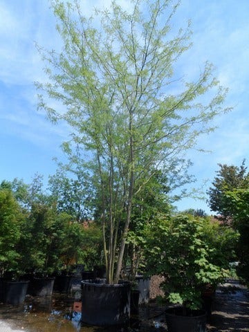  Doornloze Christusdoorn (Gleditsia Triacanthos 'Inermis')