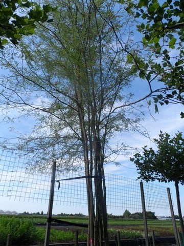  Doornloze Christusdoorn (Gleditsia Triacanthos 'Inermis')