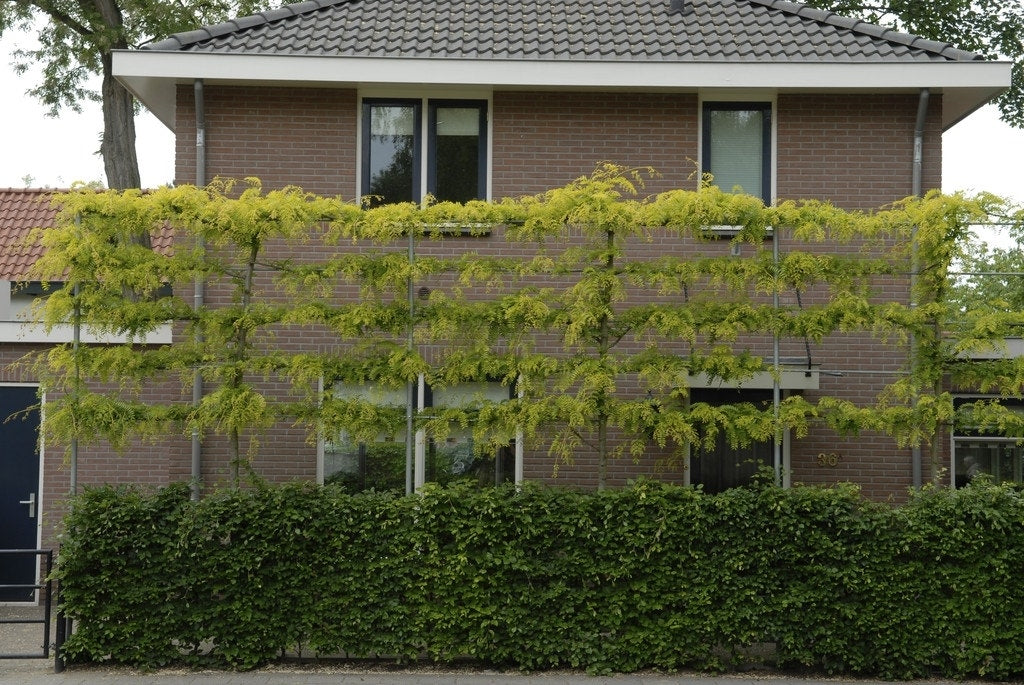  Valse Christusdoorn Als Leiboom (Gleditsia Triacanthos 'Sunburst')