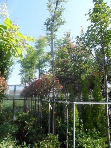  Geelbladige Christusdoorn (Gleditsia Triacanthos 'Sunburst')