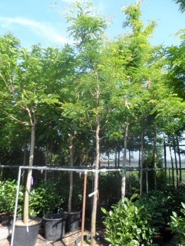  Geelbladige Christusdoorn (Gleditsia Triacanthos 'Sunburst')