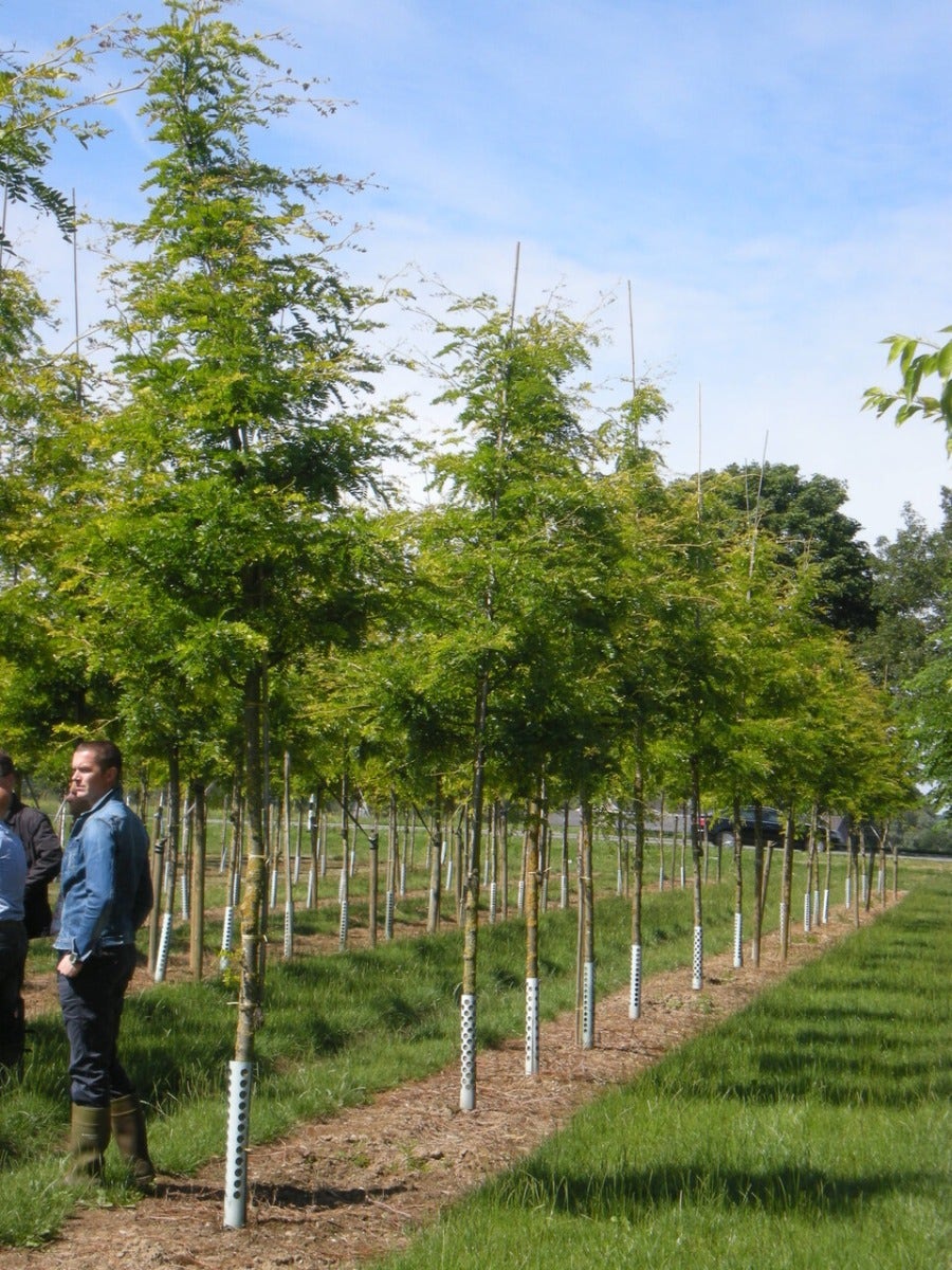  Grote Gleditsia (Gleditsia Triacanthos 'Sunburst')