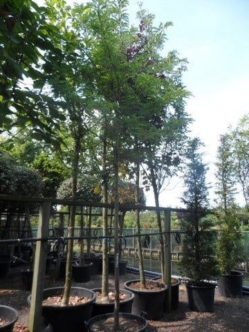  Geelbladige Christusdoorn (Gleditsia Triacanthos 'Sunburst')