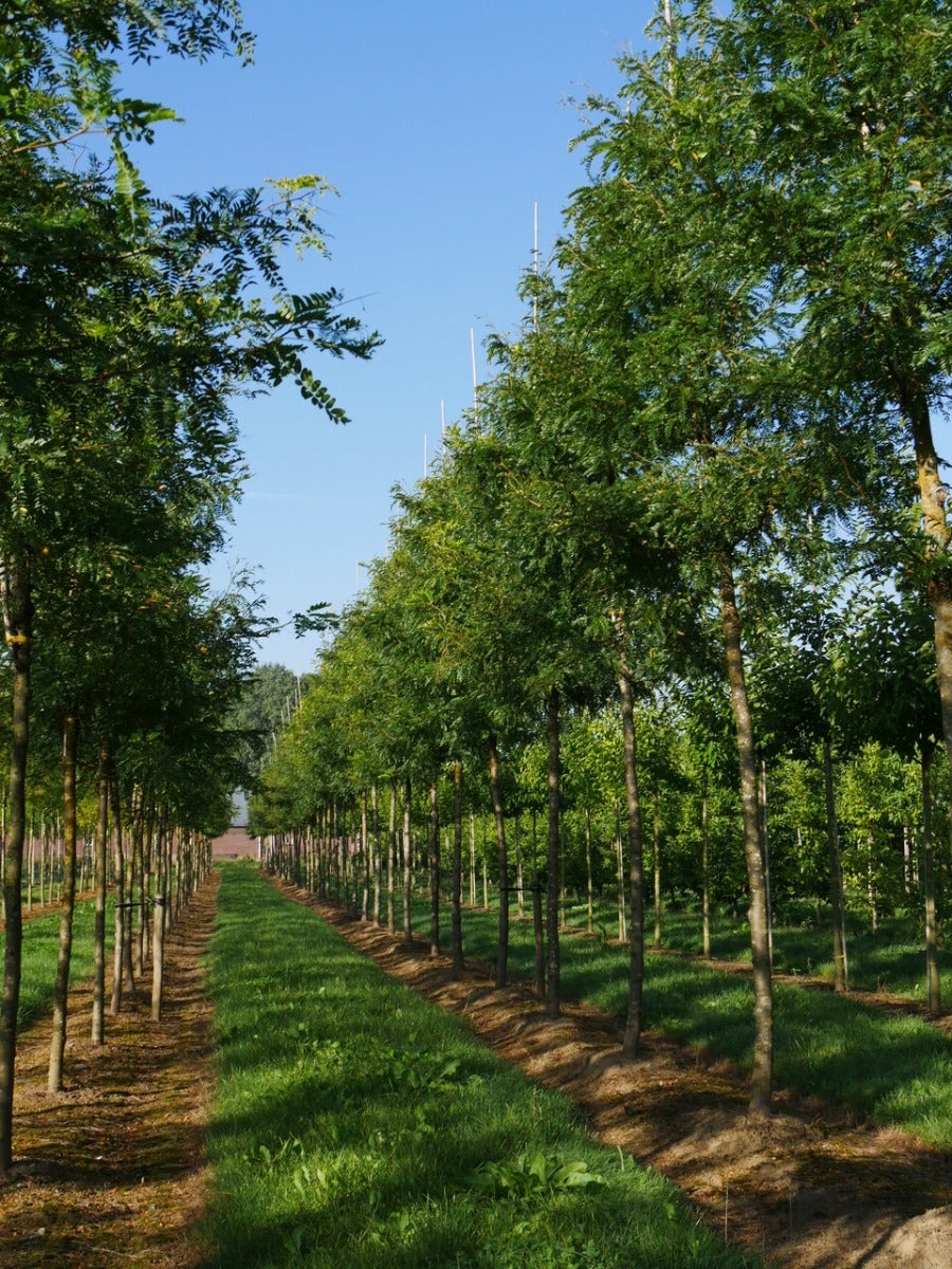  Grote Gleditsia (Gleditsia Triacanthos 'Sunburst')